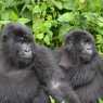 http-_cdn.cnn_.com_cnnnext_dam_assets_160329141401-gorilla-fossey-fung-10