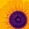 Lanuma_Sunflower_yellow2-5c0d8a45029f1__700