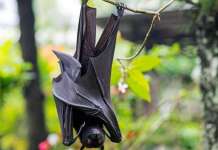 Најмалку десет починати од смртоносен вирус во Индија