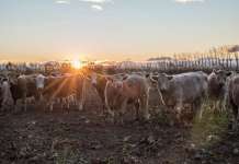 Нов Зеланд ќе убие 150.000 грла добиток со цел искоренување опасна болест