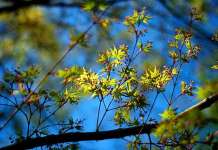 Пролетта со натпросечна температура, повеќе дожд на истокот