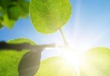 Сончево време со слаб ветер