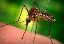 Нема присуство на вирус на западнонилска треска кај двата сомнителни случаи