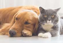 Во АХВ досега евидентирани 9.200 домашни миленици