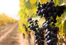 Исплатени 99 отсто од земјоделските субвенции