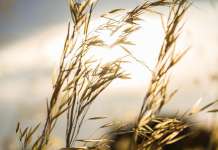 Климатските промени ќе го поскапат пивото