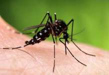 Во Македонија детектиран тигрест комарец