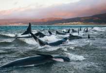 Повторно се насукаа китови на Нов Зеланд