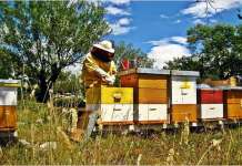 Невообичаено топлото време катастрофално за пчеларството