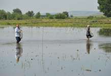 Оризопроизводителите жнеат загуби