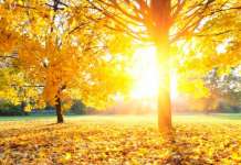 Сончево и топло време