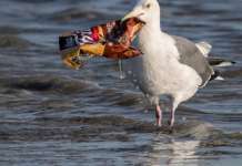 ЕУ ќе забрани пластика за еднократна употреба