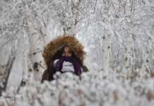 Поларен студ на истокот на Турција