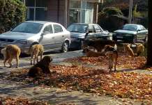 Нападнати жена и дете од кучиња скитници во Кичево
