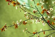 Променливо облачно, попладне локален дожд и грмежи