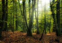 МЗШВ: Воведена забрана за движење во шума и шумско земјиште