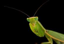 Ќе се отвори био-фотоизложбата „Урбани безрбетници“