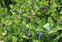 Намалени родот и квалитетот на боровинката