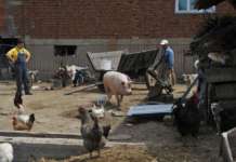 И армијата ќе се вклучи во борбата против свинската чума?