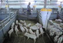 Преземени сите мерки за заштита од свинска чума