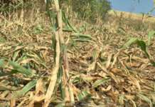 Дивите свињи направија вистински пустош врз земјоделските култури во кичевско