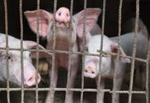 Свинско месо од Шпанија со вирусот африканска свинска чума