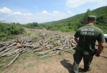 Нелегалната сеча ги опустоши шумите