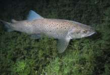 Борба да се спаси охридската пастрмка – кралицата на Охридското Езеро