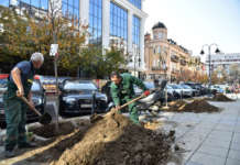 Да ги зачуваме здрави јапонските цреши