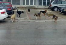 Продолжува транспортот на кучиња скитници во Кичево од други региони