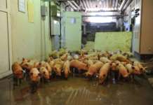 Бизнис – инфо