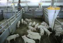 Нови жаришта на свинска чума во соседството, забраните продолжуваат