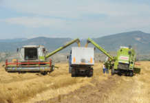 Ќе растат цените на нафтата и на пченицата