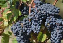 Исплатени субвенциите за лозарите