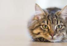 Животни – Мачките претчувствуваат невреме