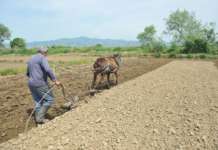 Сушниот јануари ќе ни го ожнее житото