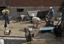 По Србија и Бугарија, африканска свинска чума и во Грција