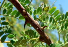 Пет билки против вирусите