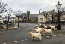 „Невидливи“ животински видови на улиците