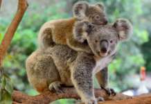 Коалите се враќаат во дивината