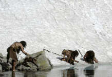 Неандерталците јаделе ајкули и делфини