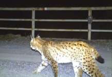 На Маврово обележана уште една женка рис