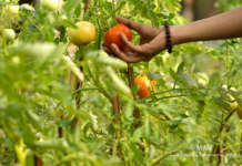 Дивите самоникнати растенија се најбогати со биофотони