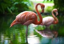 Петнаесет фламинга добија мала лагуна во скопската Зоолошка градина