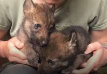 „Анима мунди“: Среќен крај за три волкчиња