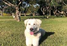 „Владеењето“ на Августо во бразилската претседателска палата заврши со среќен крај