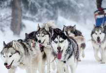 Предoк на хаската и на маламутот пред 10.000 години му помагал на човекот