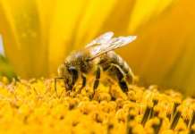 „Кога пчелите ќе стивнат“ и „Ослободување на дрвјата“ избрани меѓу најдобрите на фестивалот „БалКанс“