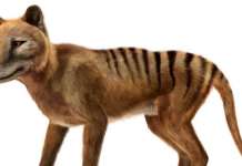 Занимливости