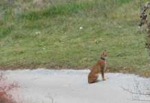 Рисицата Лиса позираше на локален жител од Маврово
